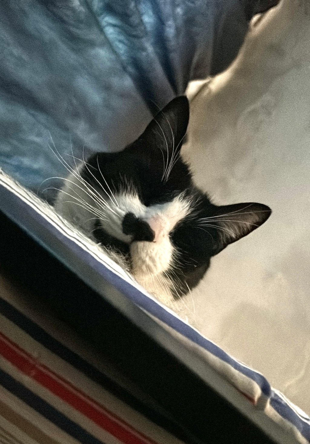 REINICIAR. Iniciar(se) de&nbsp;nuevo